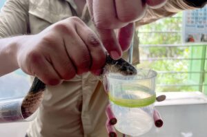 Snake Venom